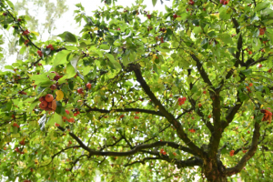Séances théorique d'initiation à l'arboriculture fruitière